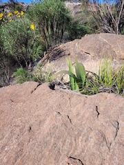 Watsonia vanderspuyae