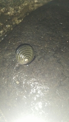 Nerita costata