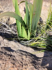 Watsonia vanderspuyae