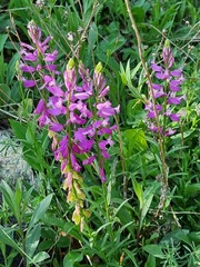Polygala major