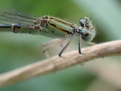 Pseudagrion
