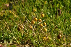 Solanum elaeagnifolium