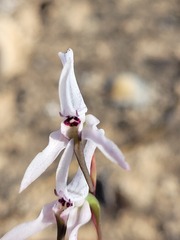 Disa biflora