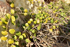 Capparis orientalis