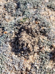 Conophytum comptonii