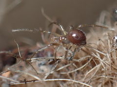 Nesticodes