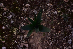 Drimia numidica