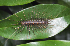 Allothereua maculata