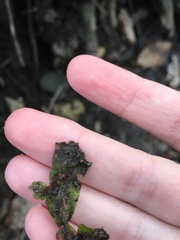 Conocephalum salebrosum