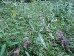 Persicaria cespitosa