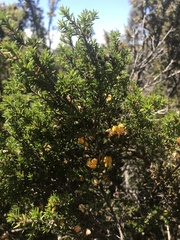 Pultenaea juniperina