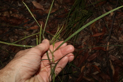 Daviesia wyattiana
