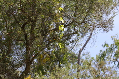 Passiflora cinnabarina