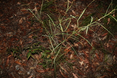 Daviesia wyattiana