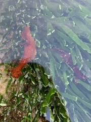 Plocamopherus imperialis