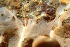 Lissoclinum perforatum