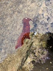 Plocamopherus imperialis