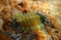 Rhyssoplax olivacea