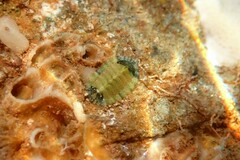 Rhyssoplax olivacea