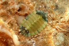Rhyssoplax olivacea