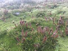 Drosera arcturi