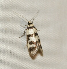 Philobota impletella