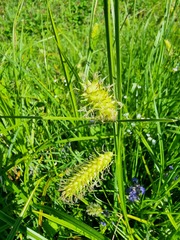 Carex vesicaria