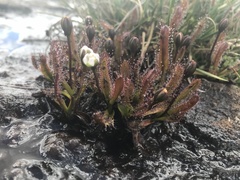 Drosera arcturi
