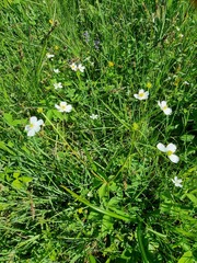 Ranunculus platanifolius