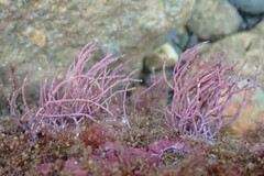 Amphiroa