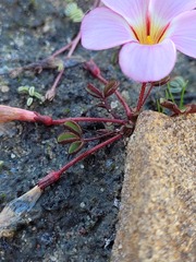 Oxalis amblyosepala