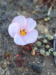 Oxalis amblyosepala