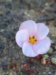 Oxalis amblyosepala