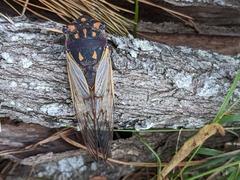 Macrotristria angularis