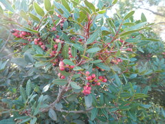 Pistacia lentiscus