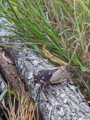 Macrotristria angularis