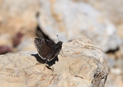 Erynnis marloyi