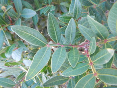 Pistacia lentiscus