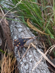 Macrotristria angularis