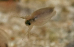 Daphnia