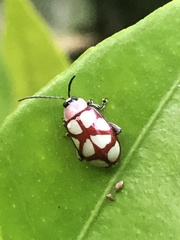 Omophoita magniguttis