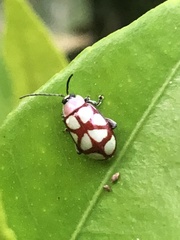 Omophoita magniguttis