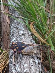 Macrotristria angularis