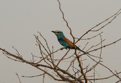 Coracias abyssinicus