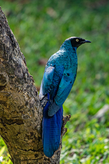 Lamprotornis caudatus