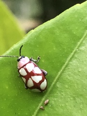 Omophoita magniguttis