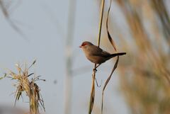 Estrilda troglodytes