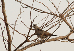 Turtur abyssinicus