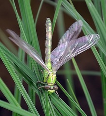 Ophiogomphus