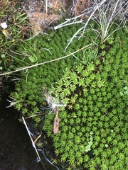 Abrotanella forsteroides